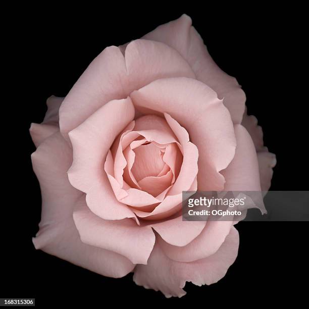  foto e immagini di Pink Flower Black Background - Getty Images