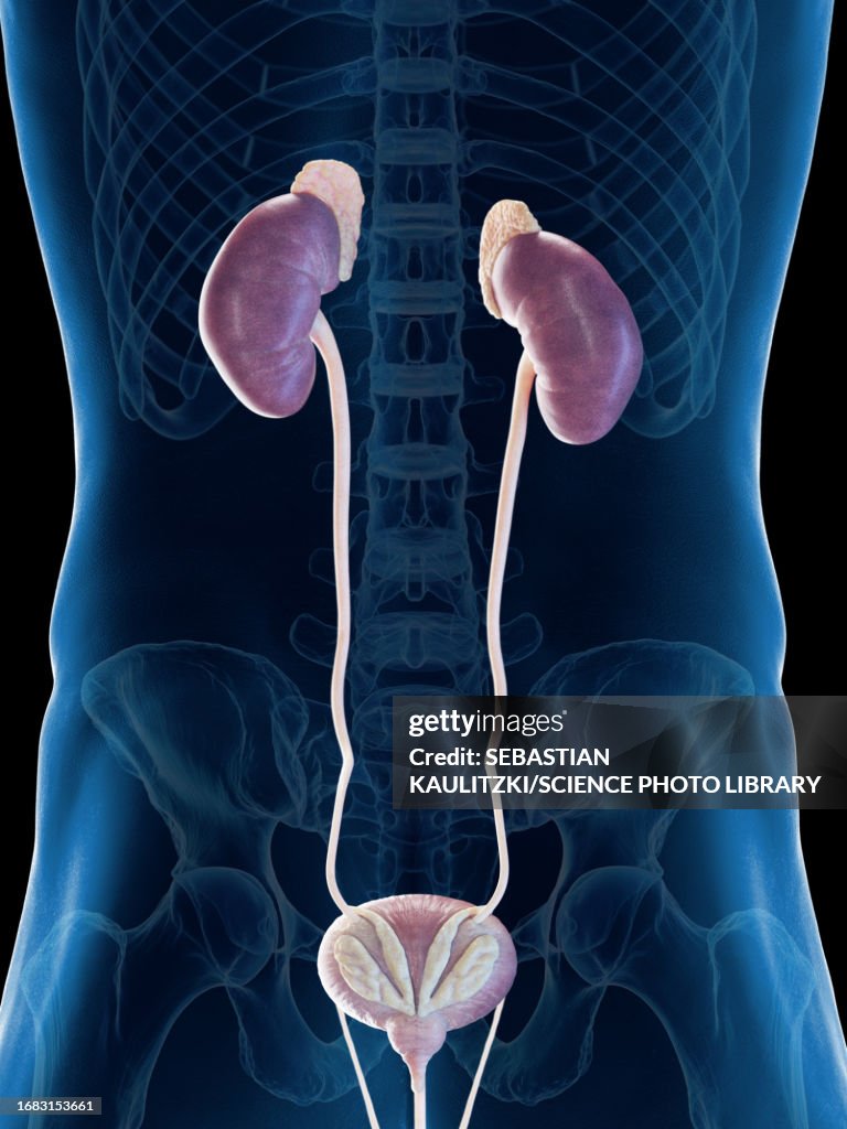 Man Urinary System Male Urinary System Illustration High-Res Vector Graphic - Getty Images