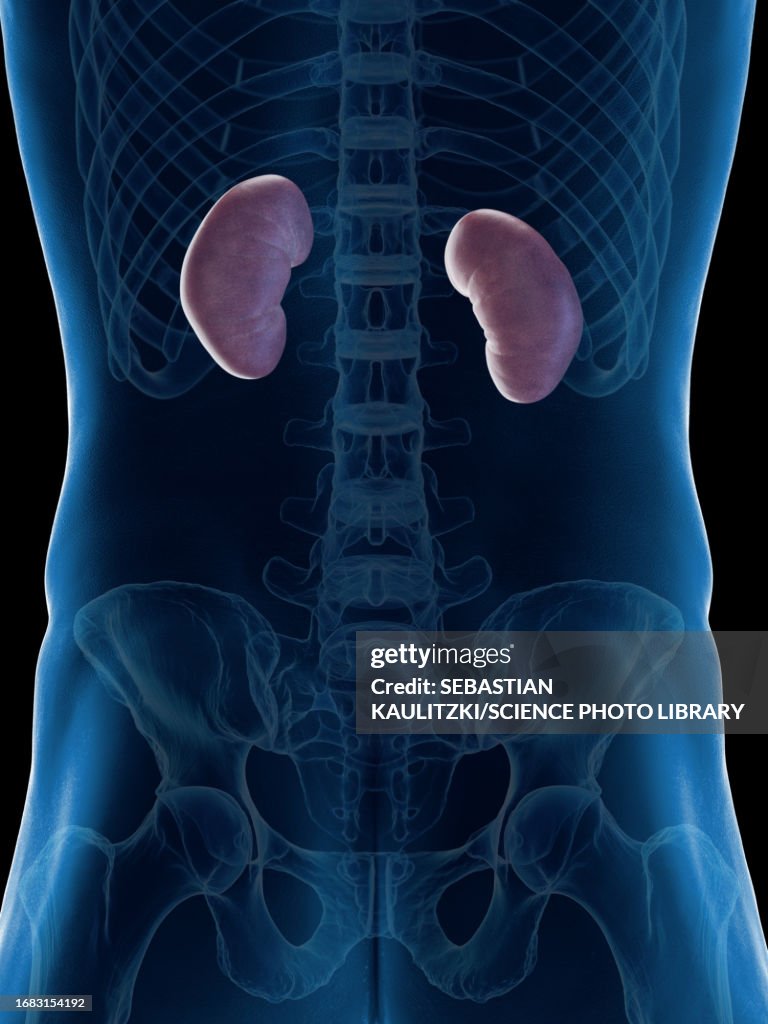 3kidneys Male Kidneys Illustration High-Res Vector Graphic - Getty Images