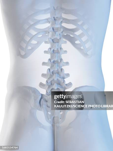 male skeletal system, illustration - lumbar support stock illustrations