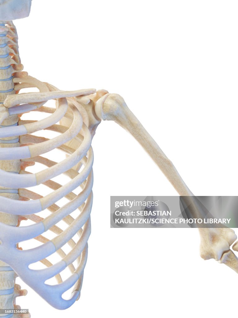 Male skeletal system, illustration