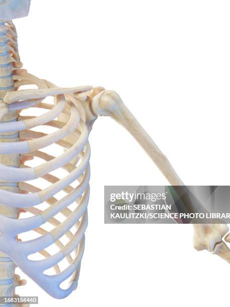 male skeletal system, illustration - clavicle stock illustrations