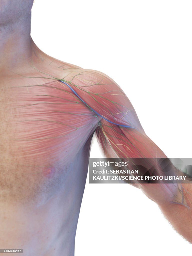Male torso muscles, illustration