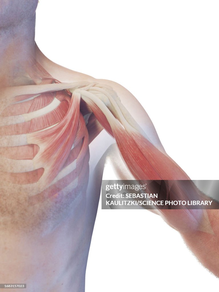 Muscle Inide Torso Male Deep Torso Muscles Illustration High-Res Vector Graphic - Getty Images