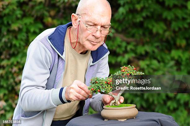 bonsai master - bonsai tree stock pictures, royalty-free photos & images