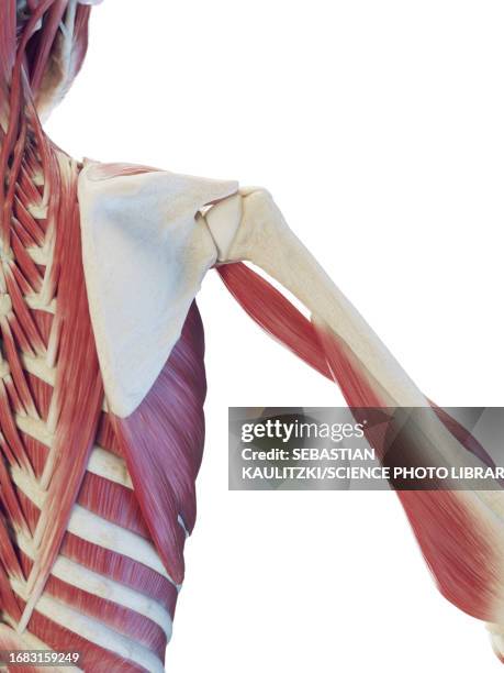 male deep back muscles, illustration - shoulder anatomy stock illustrations