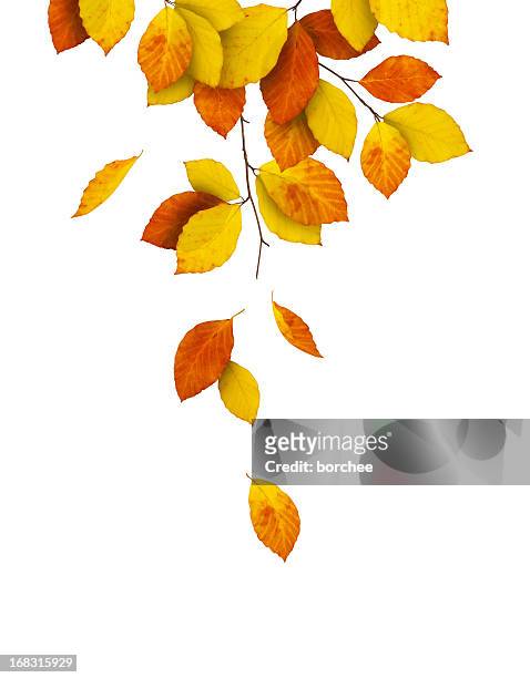 falling from the tree - beech tree stock pictures, royalty-free photos & images