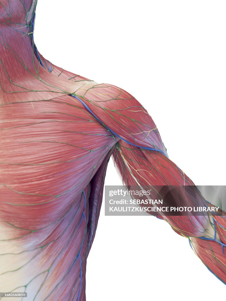 Muscle Inide Torso Male Torso Muscles Illustration High-Res Vector Graphic - Getty Images
