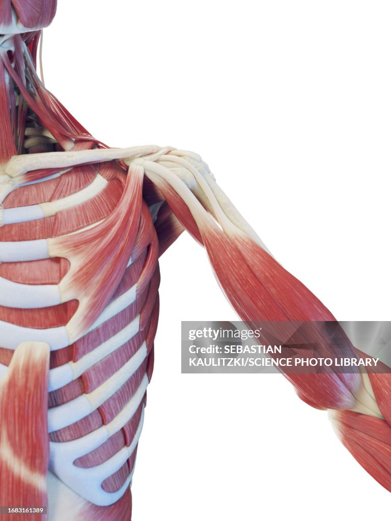 Muscle Inide Torso Male Deep Torso Muscles Illustration High-Res Vector Graphic - Getty Images