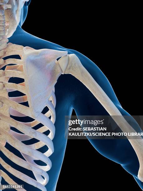 male skeletal system, illustration - lumbar support stock illustrations