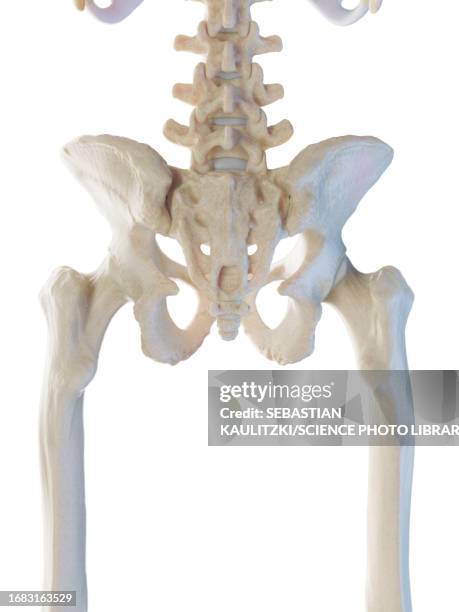 ilustrações de stock, clip art, desenhos animados e ícones de male pelvic bones, illustration - ílio