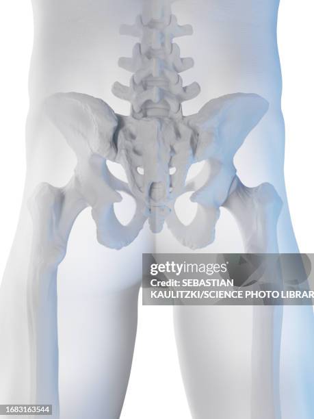 male pelvic bones, illustration - acetabulum stock illustrations