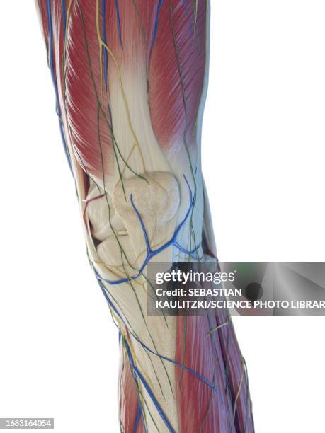 male knee, illustration - meniscus stock illustrations
