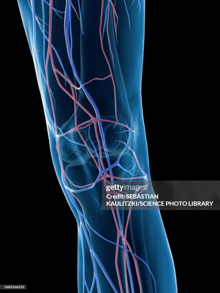 Male knee veins, illustration