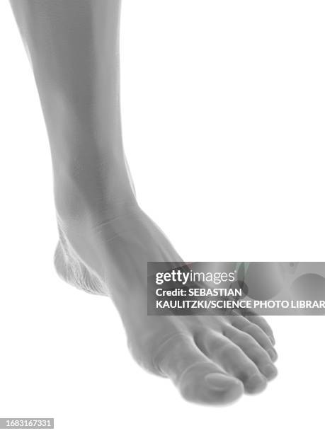 Foot Bitmap 2,563 Foot White Background High Res Illustrations - Getty Images