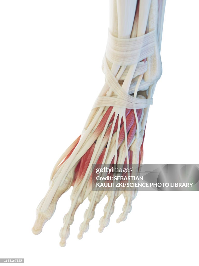 Muscles Of The Foot Illustration High Biology Diagrams
