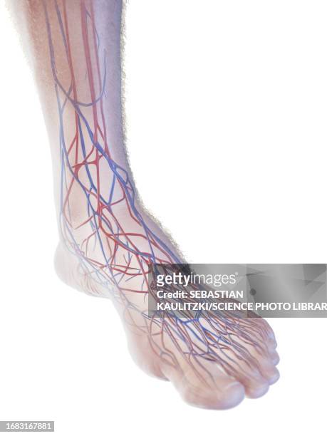 veins of the foot, illustration - illustration and painting stock illustrations