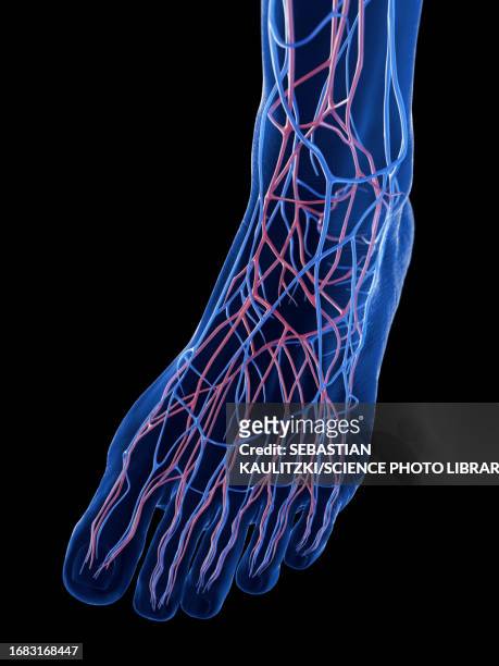 veins of the foot, illustration - capillary body part stock illustrations