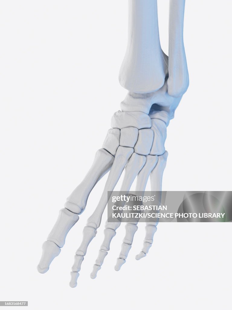 Muscles Of The Foot Illustration High Biology Diagrams