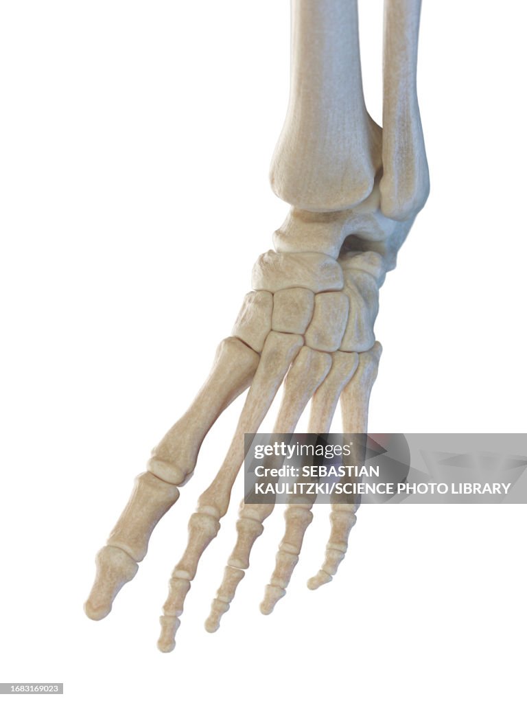 Bones of the foot, illustration