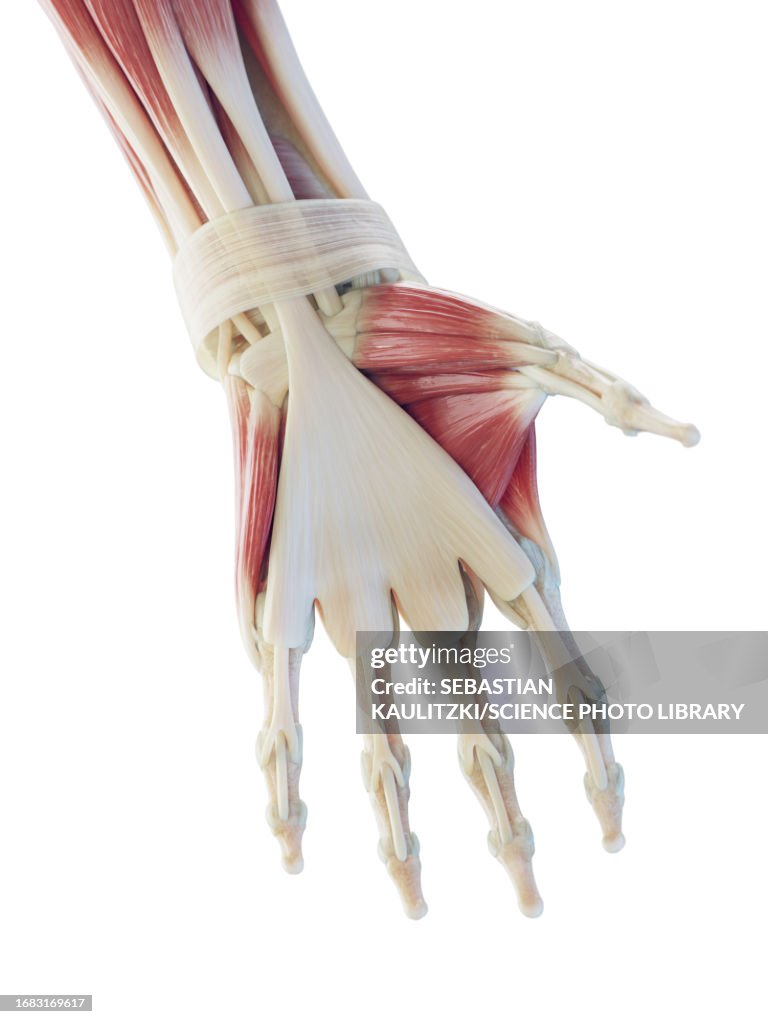 Muscles Of The Hand Illustration High-Res Vector Graphic - Getty Images