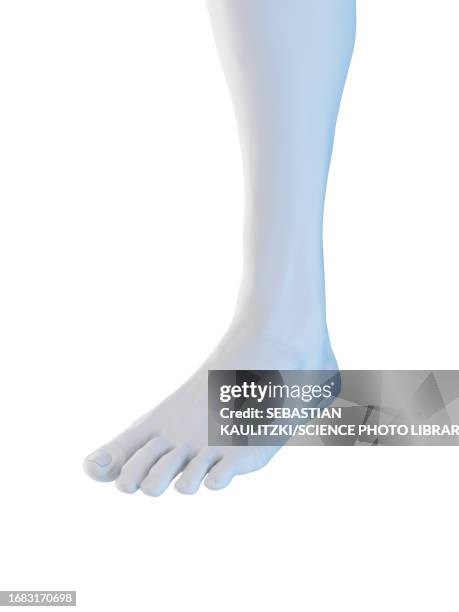 ilustrações, clipart, desenhos animados e ícones de male foot, illustration - male feet