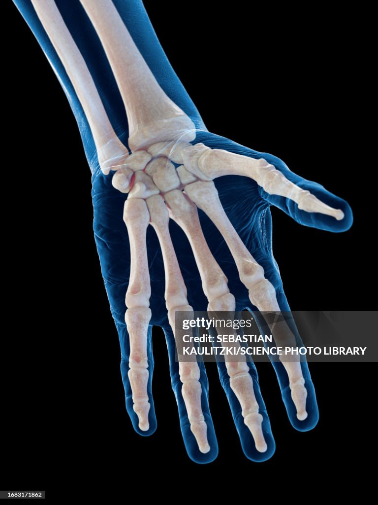 Bones Of The Hand Illustration High Biology Diagrams