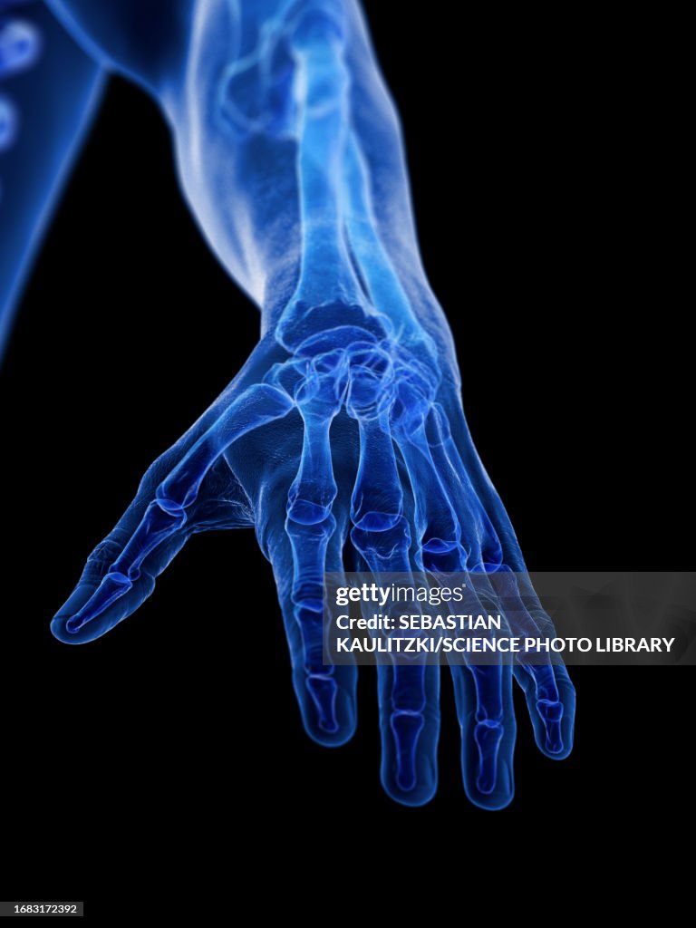 Bones Of The Hand Illustration High Biology Diagrams