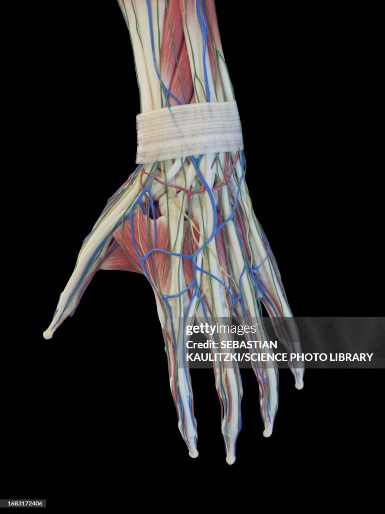 Structure Of The Hand Illustration Illustration - Getty Images