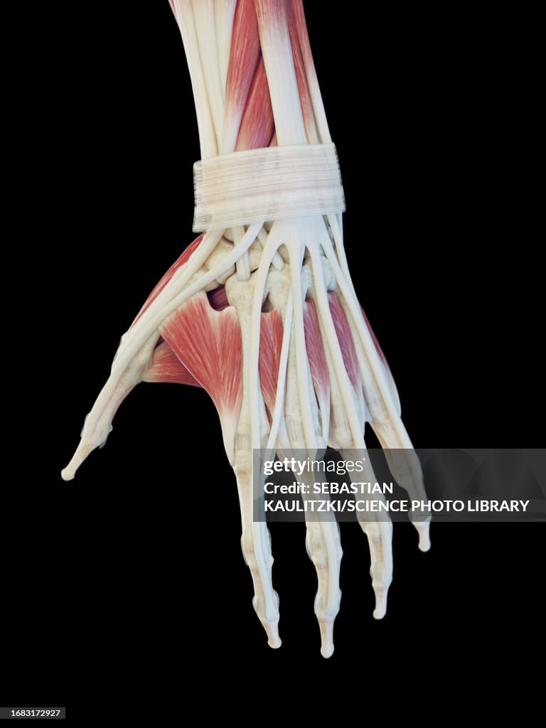Muscles Of The Hand Illustration High-Res Vector Graphic - Getty Images