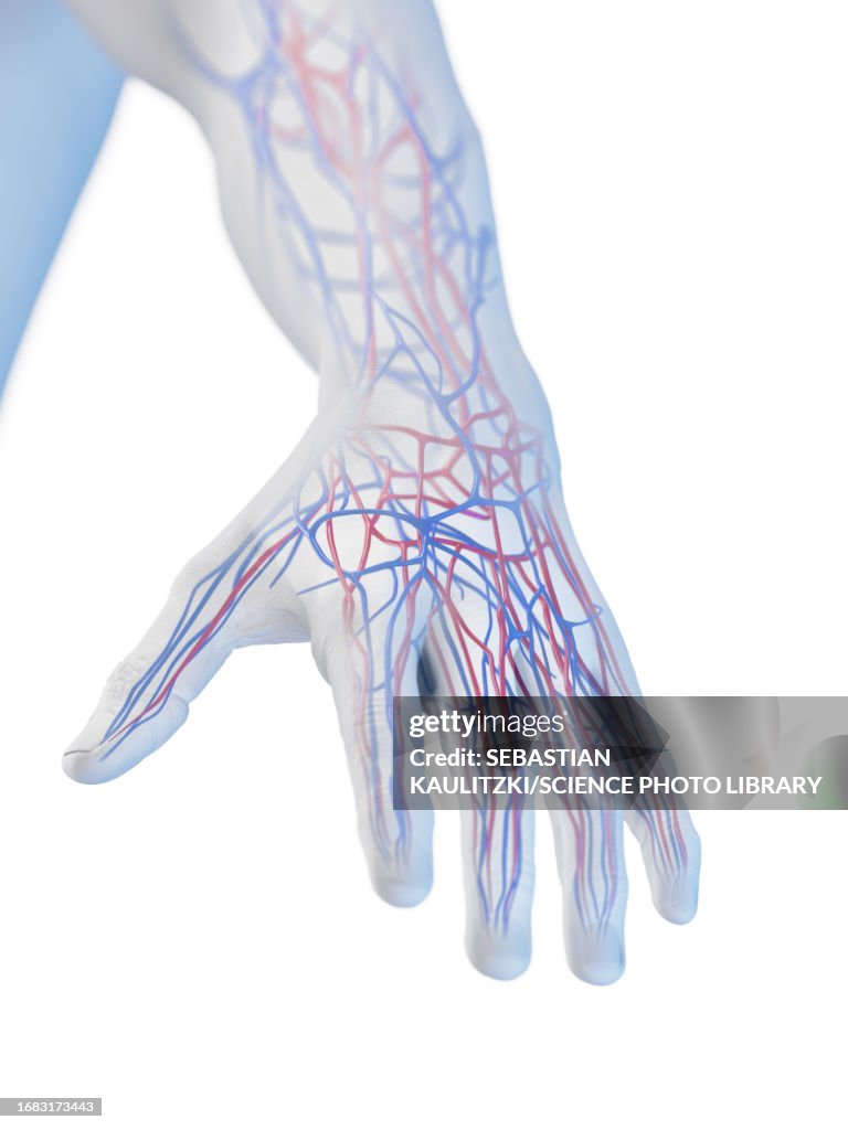 Veins of the hand, illustration