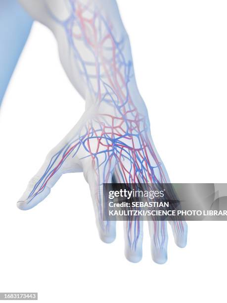 Hand Capillary Map 750 Blood Capillaries Stock Photos, High-Res Pictures, and Images ...