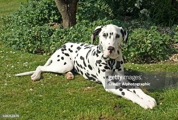 dálmata descansar y mirando a la cámara - dalmatian fotografías e imágenes de stock