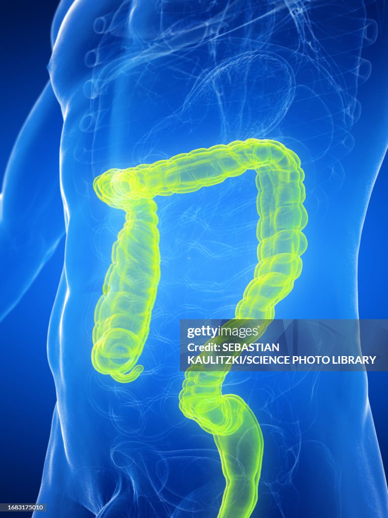 Large Intestine Example Male Large Intestines Illustration High-Res Vector Graphic - Getty Images