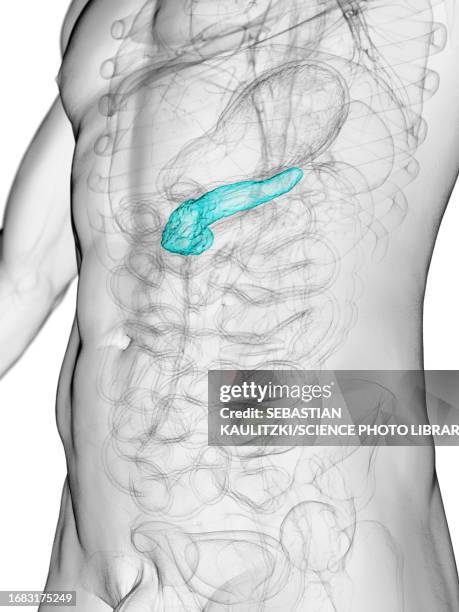 male pancreas, illustration - insulin stock illustrations