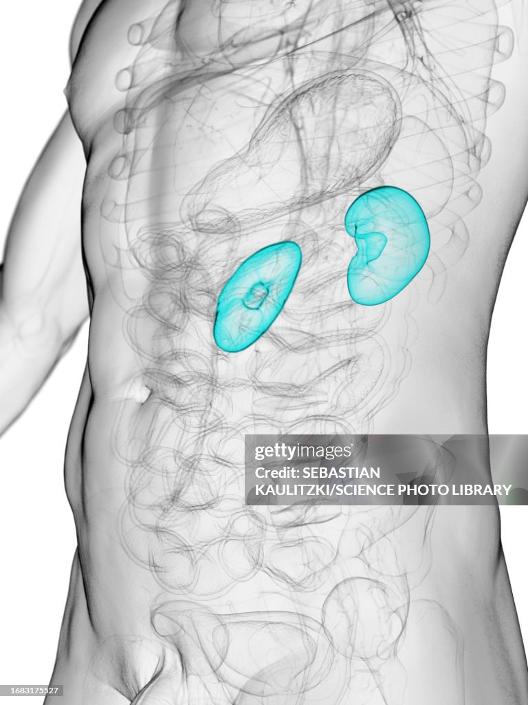 3kidneys Male Kidneys Illustration High-Res Vector Graphic - Getty Images