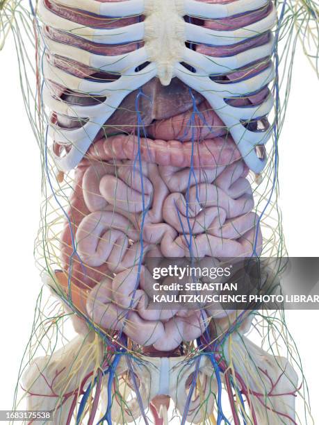ilustraciones, imágenes clip art, dibujos animados e iconos de stock de male abdominal organs, illustration - sistema-cardiopulmonar-humano