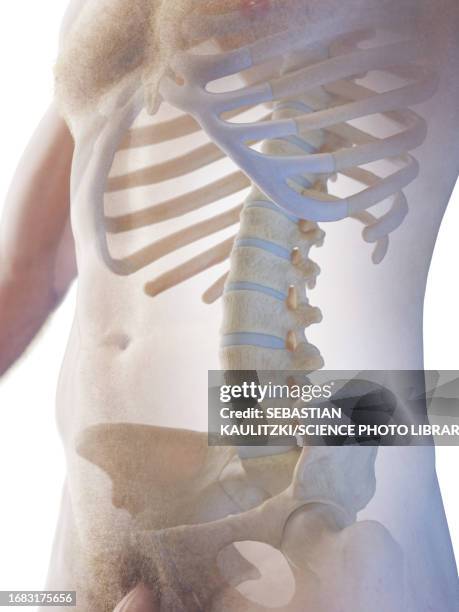 Right Male Rib 721 Male Rib Cage Stock Photos, High-Res Pictures, and Images - Getty ...