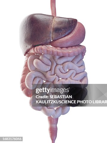 Digestive system, illustration Digestive system, illustration