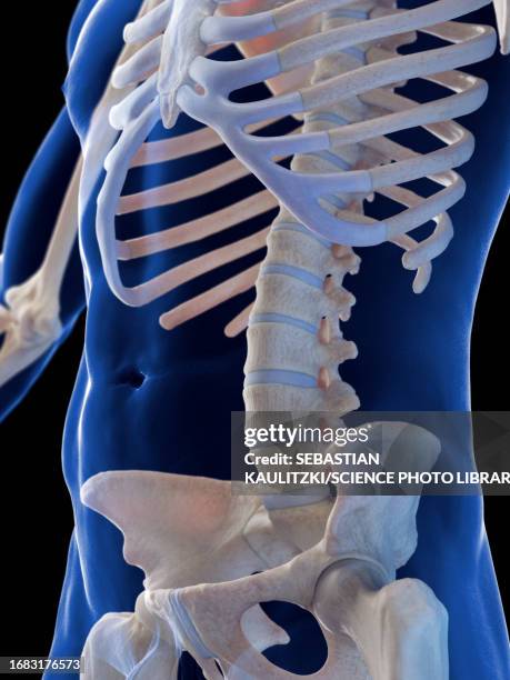 male skeletal system, illustration - lumbar support stock illustrations