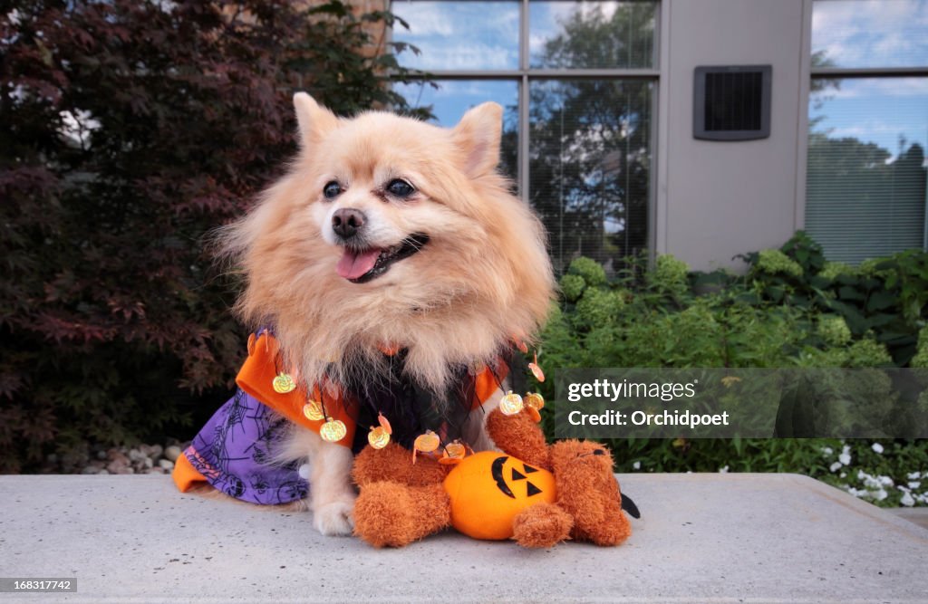 Gostosuras ou travessuras (Trick or Treat