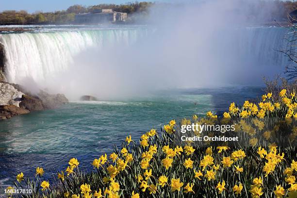 niagara falls - horseshoe falls niagara falls stock pictures, royalty-free photos & images