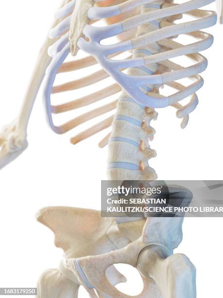 skeletal system, illustration - animal rib cage stock illustrations