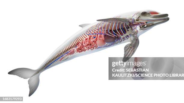 dolphin's internal organs, illustration - dolphin fin stock illustrations
