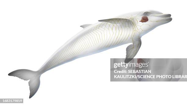 dolphin's nervous system, illustration - peripheral nervous system stock illustrations