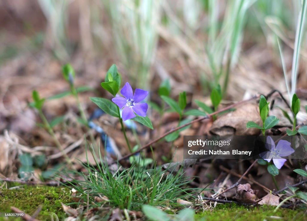 Little flowers