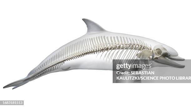 dolphin's skeletal system, illustration - water system stock illustrations