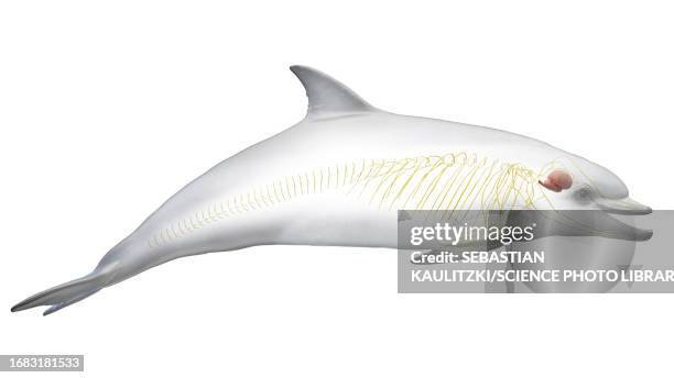 dolphin's nervous system, illustration - peripheral nervous system stock illustrations