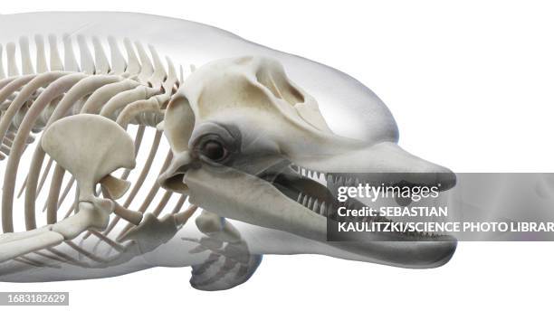 dolphin's skeletal system, illustration - dolphin stock illustrations
