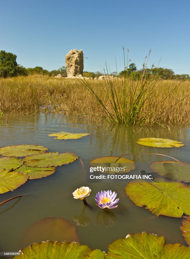 African Lotus en Zambie